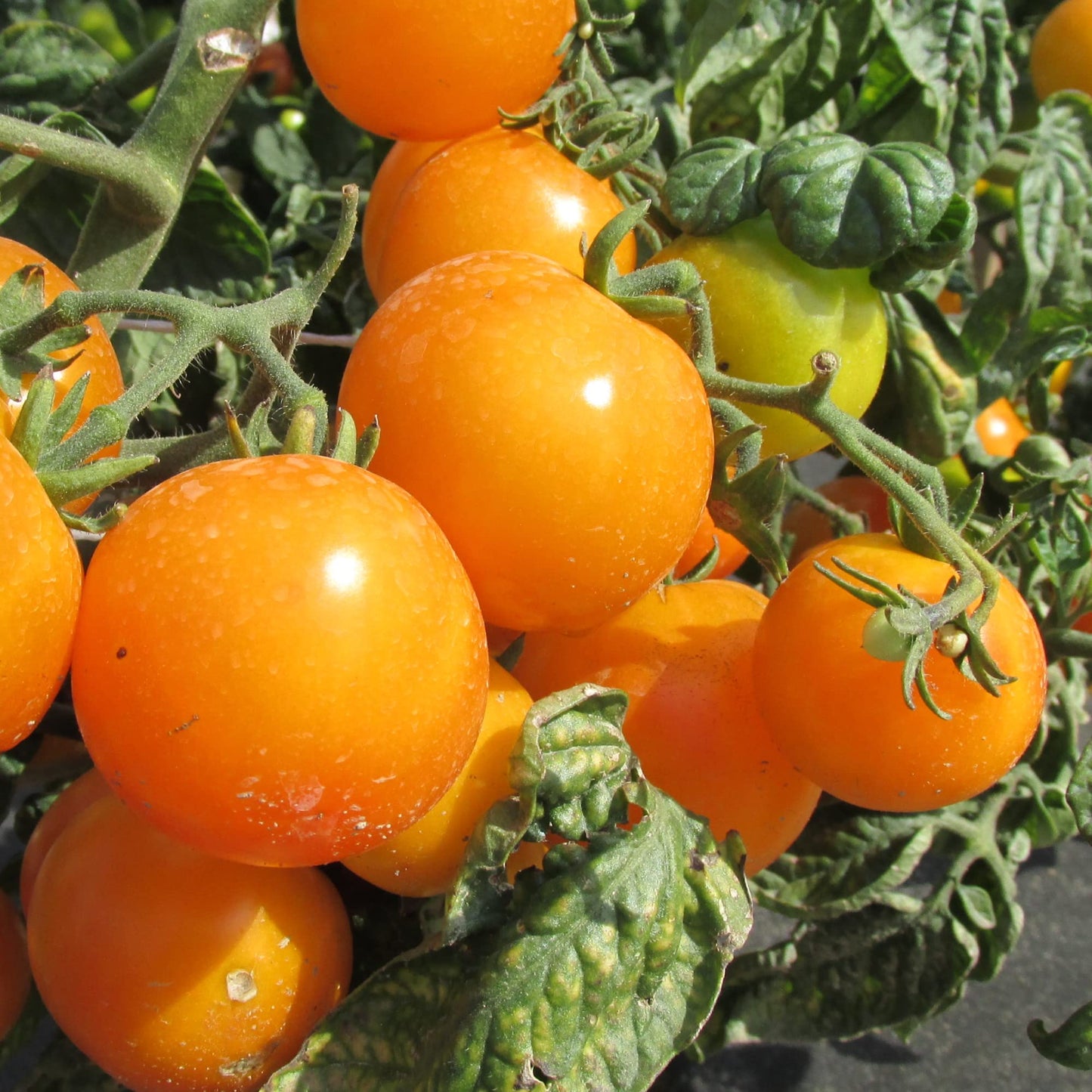 Tomato Plants - 'Sun Gold' - 4 x Full Plant in 9cm Pots