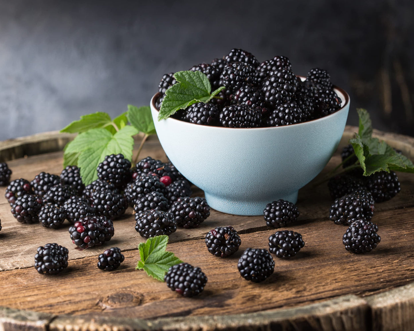 Fruit Plants - Blackberry 'Asterina' - 1 x Full Plant in a 3 Litre Pot