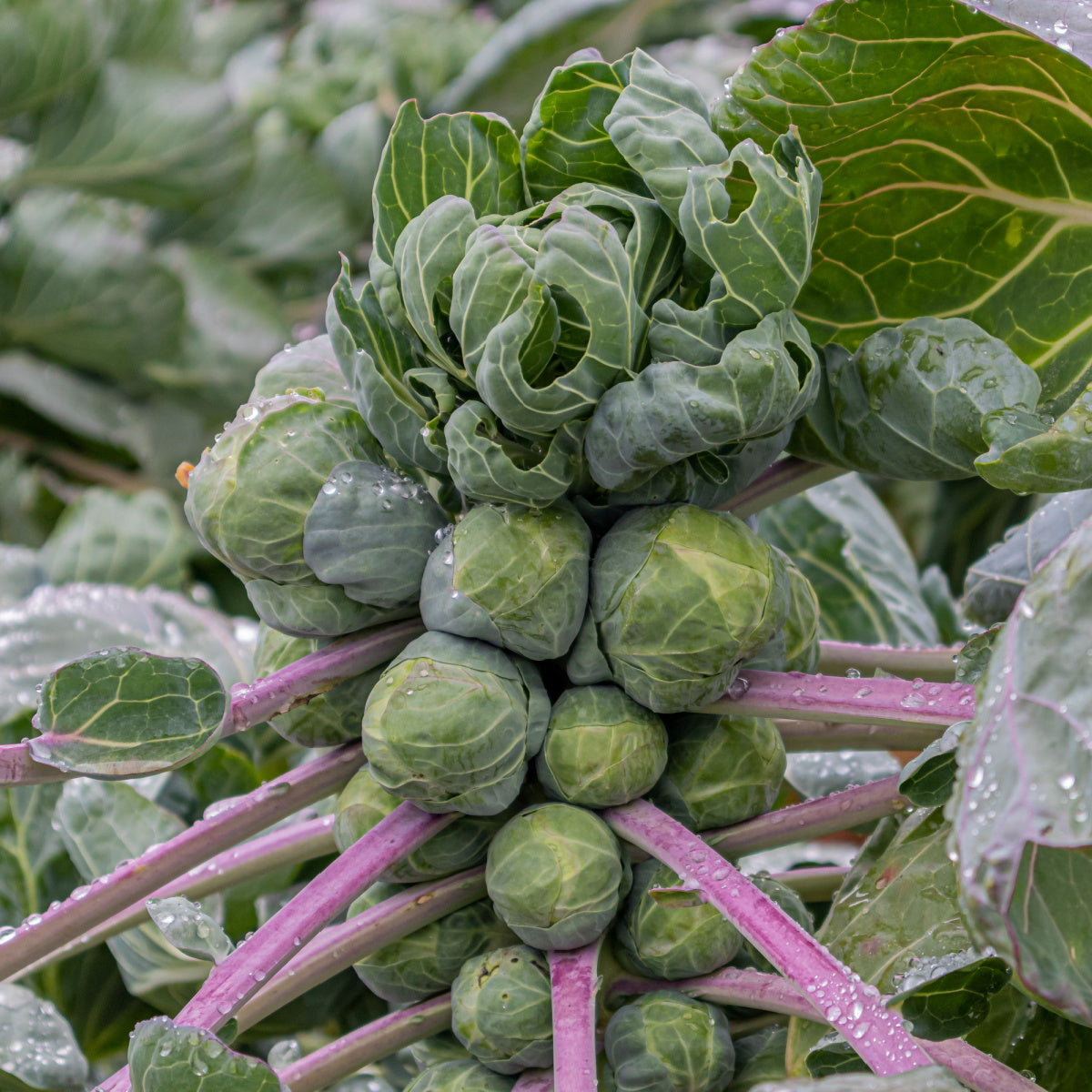 Brussels Sprouts 'Trafalgar' - 12 x Plug Plant Pack