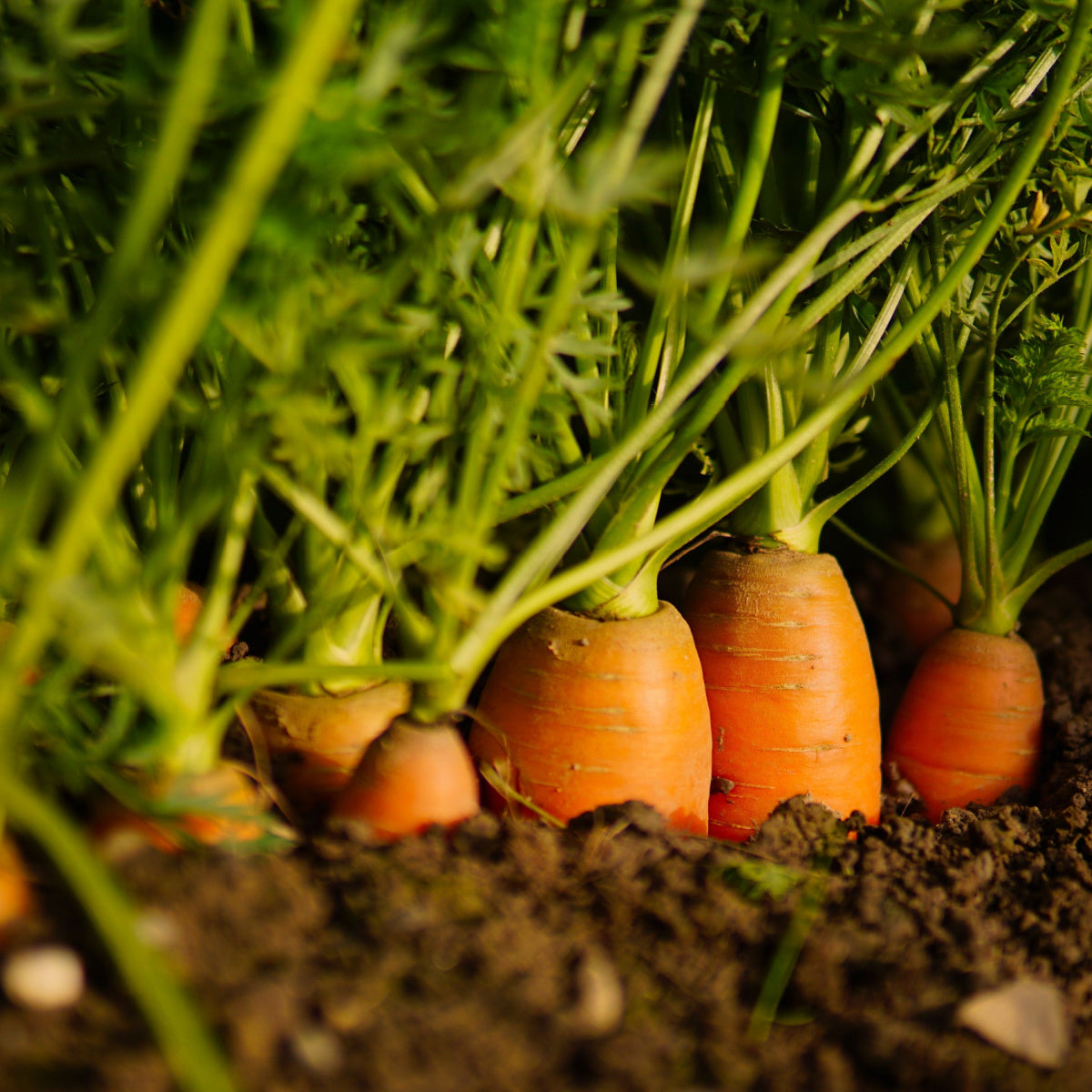 Carrot 'Chantenay' - 12 x Plug Plant Pack - 48+ Individual Plants