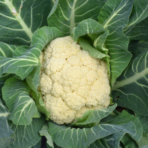 Cauliflower 'White Excel' - 9 x Plug Plant Pack
