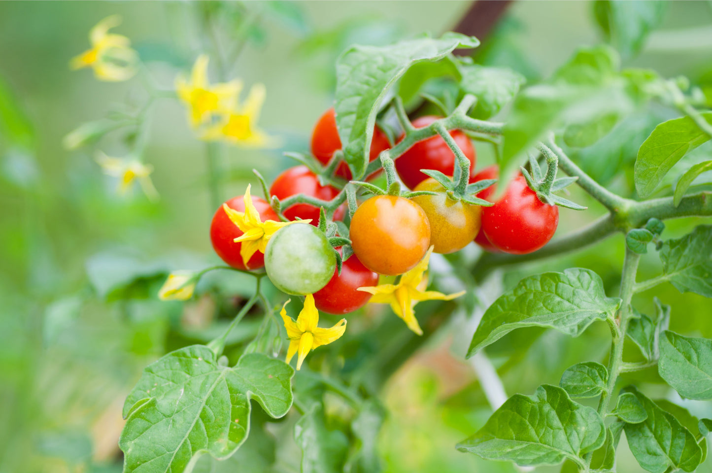 Tomato 'Tumbling Tom Red' - 1 x Large Plant in a 9cm Pot
