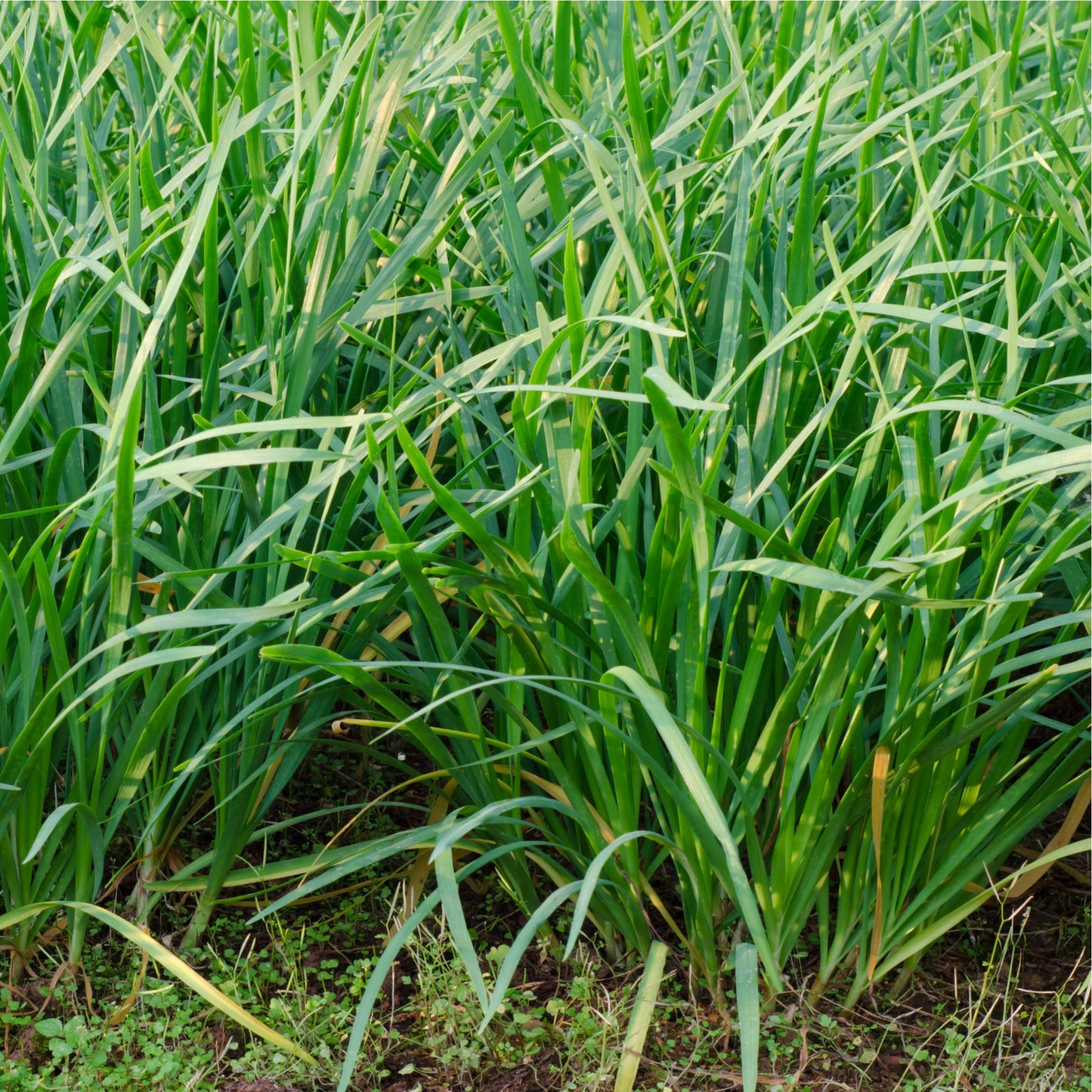 Herb Plants - Chives - Full Plants in 9cm Pots