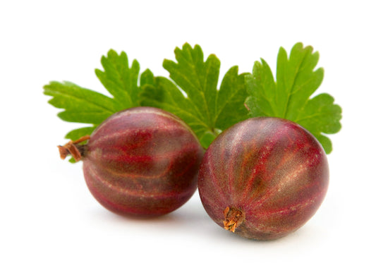 Fruit Plants - Gooseberry 'Hinnonmaki Red' - 2 x Large Plants in 2 Litre Pots