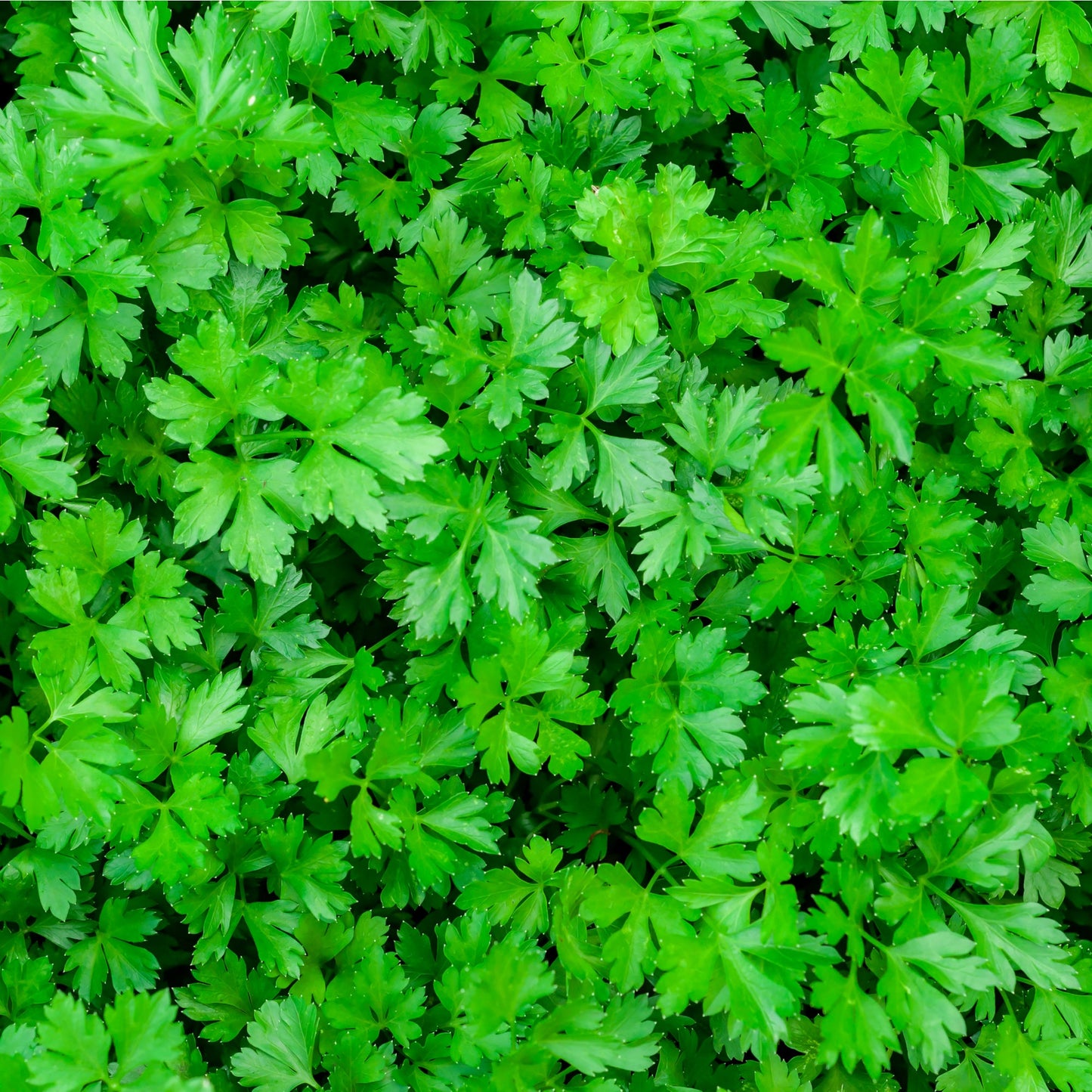 Herb Plants - Parsley 'Krausa' - 3 x Full Plants in 9cm Pots