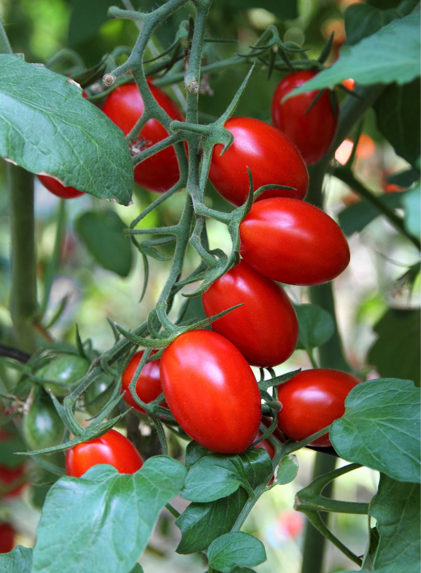 Tomato Plants - 'Plum Roma' - 4 x Large Plants in 9cm Pots