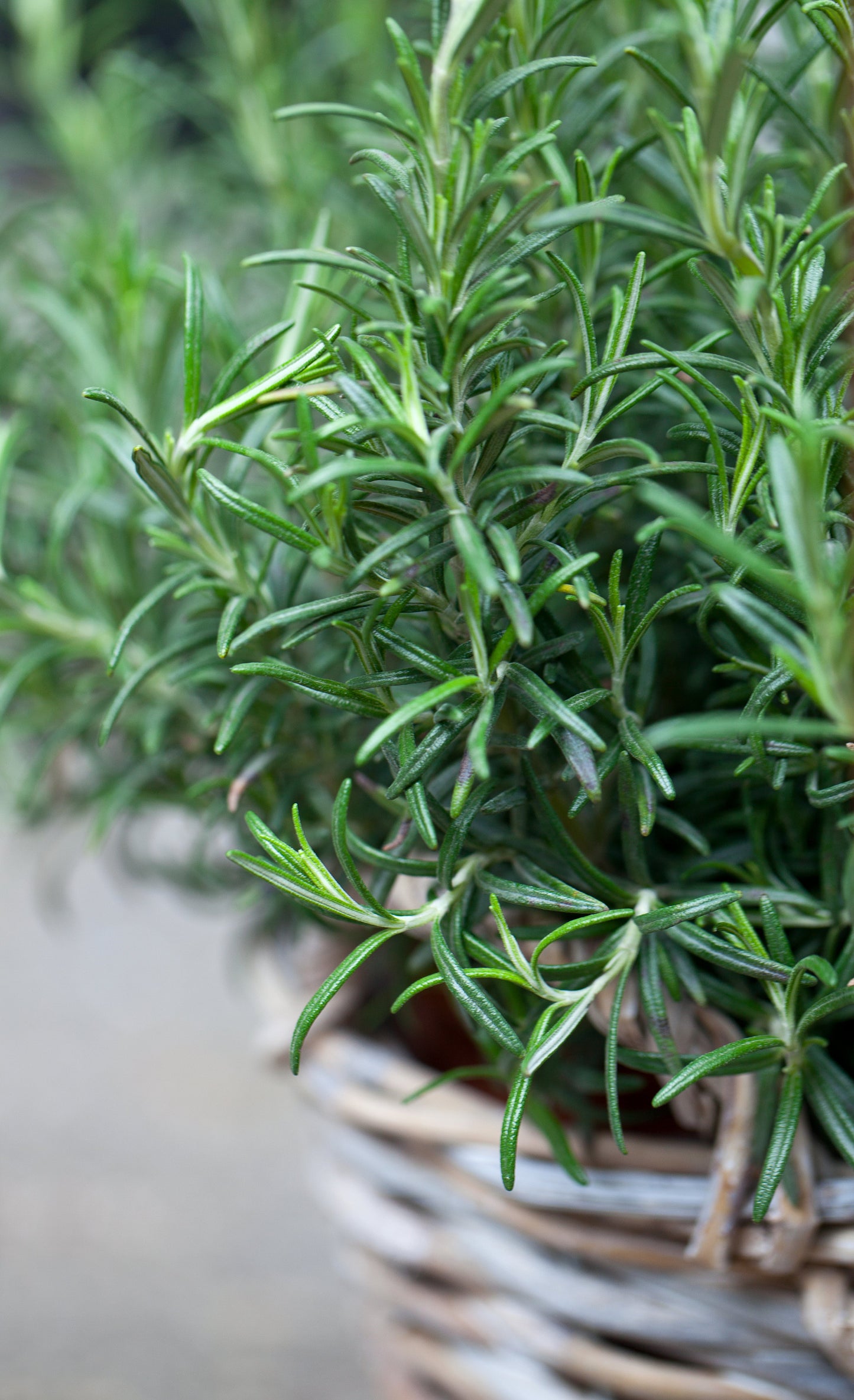 Herb Plants - Rosemary 'Mrs Jessops' - 2 x Full Plants in 9cm pots