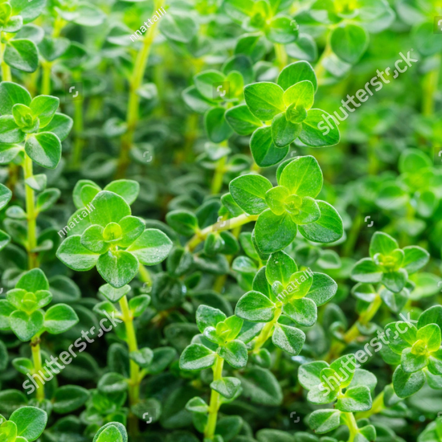 Herb Plants - English Thyme - 2 x Full Plants in 9cm Pots