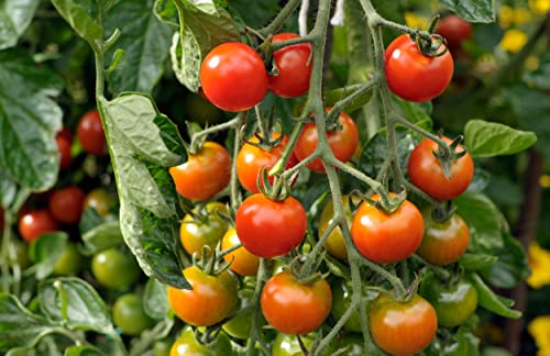 Tomato Plants - 'Sweet Million' - 2 x Full Plants in 9cm Pots