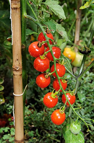 Tomato Plants - 'Sweet Million' - 4 x Full Plants in 9cm Pots