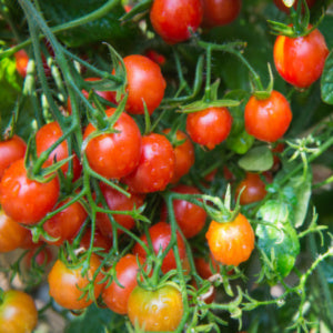 Tomato 'Tumbler' - 6 x Full Plants in 9cm Pots