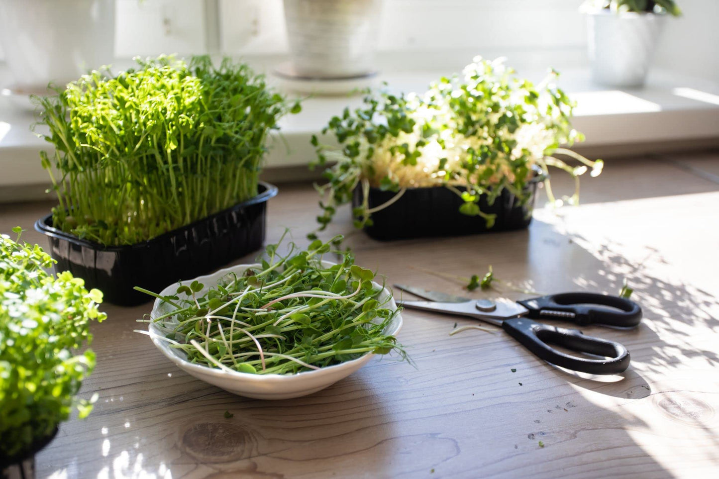 Acqua Smart Garden 2.0 - Complete Grow Your Own Package - AcquaGarden