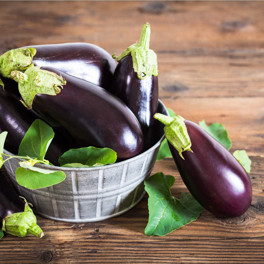 Aubergine - Moneymaker - 12 x Plug Plant Pack - AcquaGarden