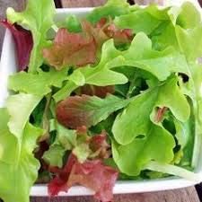 Baby Leaves Oriental Mix - 18 x Plug Plant Pack - AcquaGarden