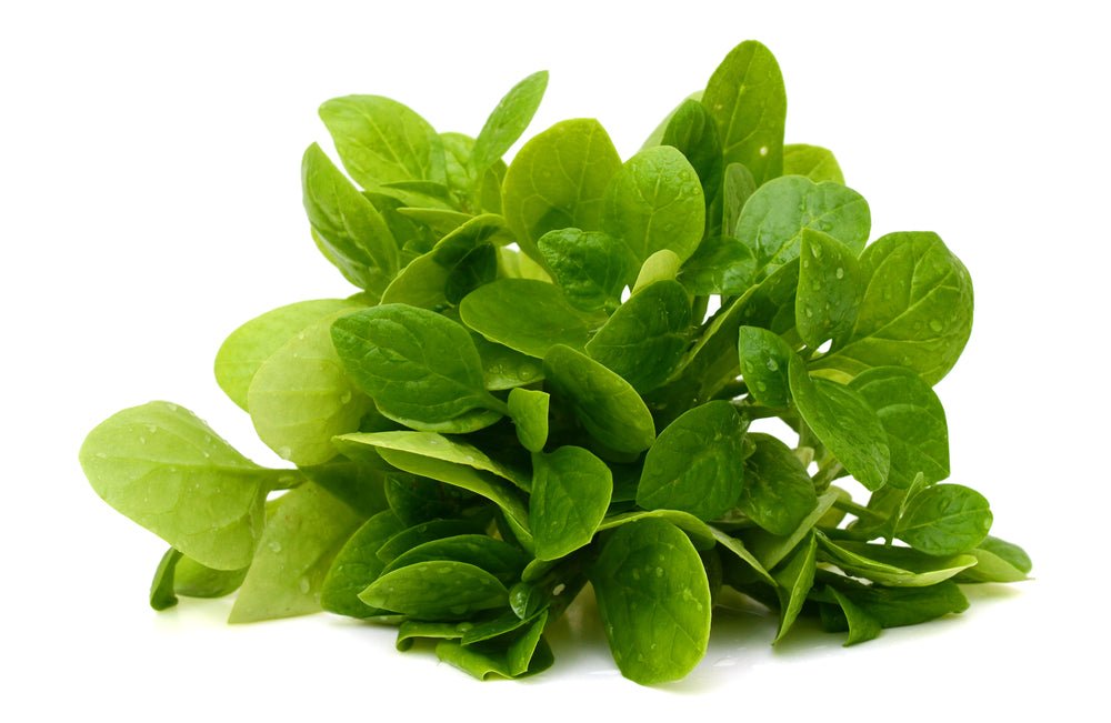 Baby Leaves 'Oriental Mix' - 6 x Plug Plant Pack - AcquaGarden