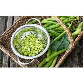 Broad Bean - 12 x Plug Plants - AcquaGarden