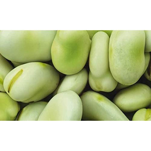 Broad Bean - 12 x Plug Plants - AcquaGarden