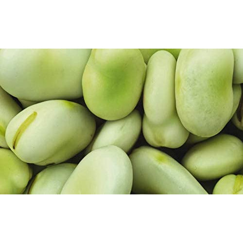 Broad Bean - 6 x Full Plants - AcquaGarden