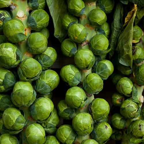 Brussels Sprouts 'Churchill' - 12 x Seed Pack - AcquaGarden