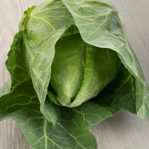 Cabbage 'Hispi Sweetheart' - 6 x Plug Plant Pack - AcquaGarden