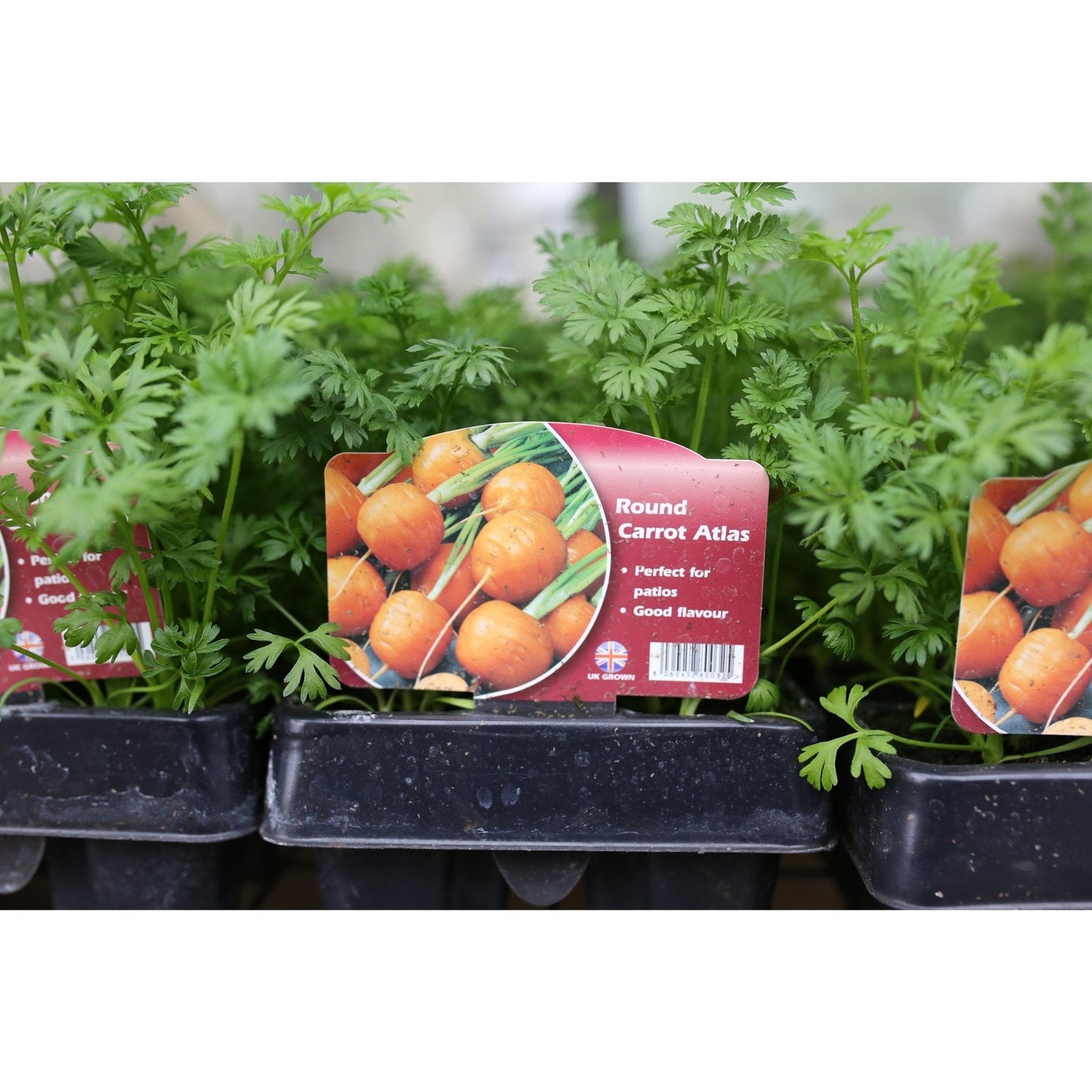 Carrot - Atlas - 18 x Plug Plant Pack - AcquaGarden