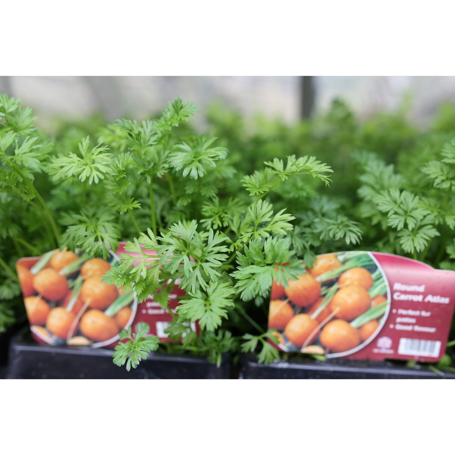Carrot - Atlas - 18 x Plug Plant Pack - AcquaGarden