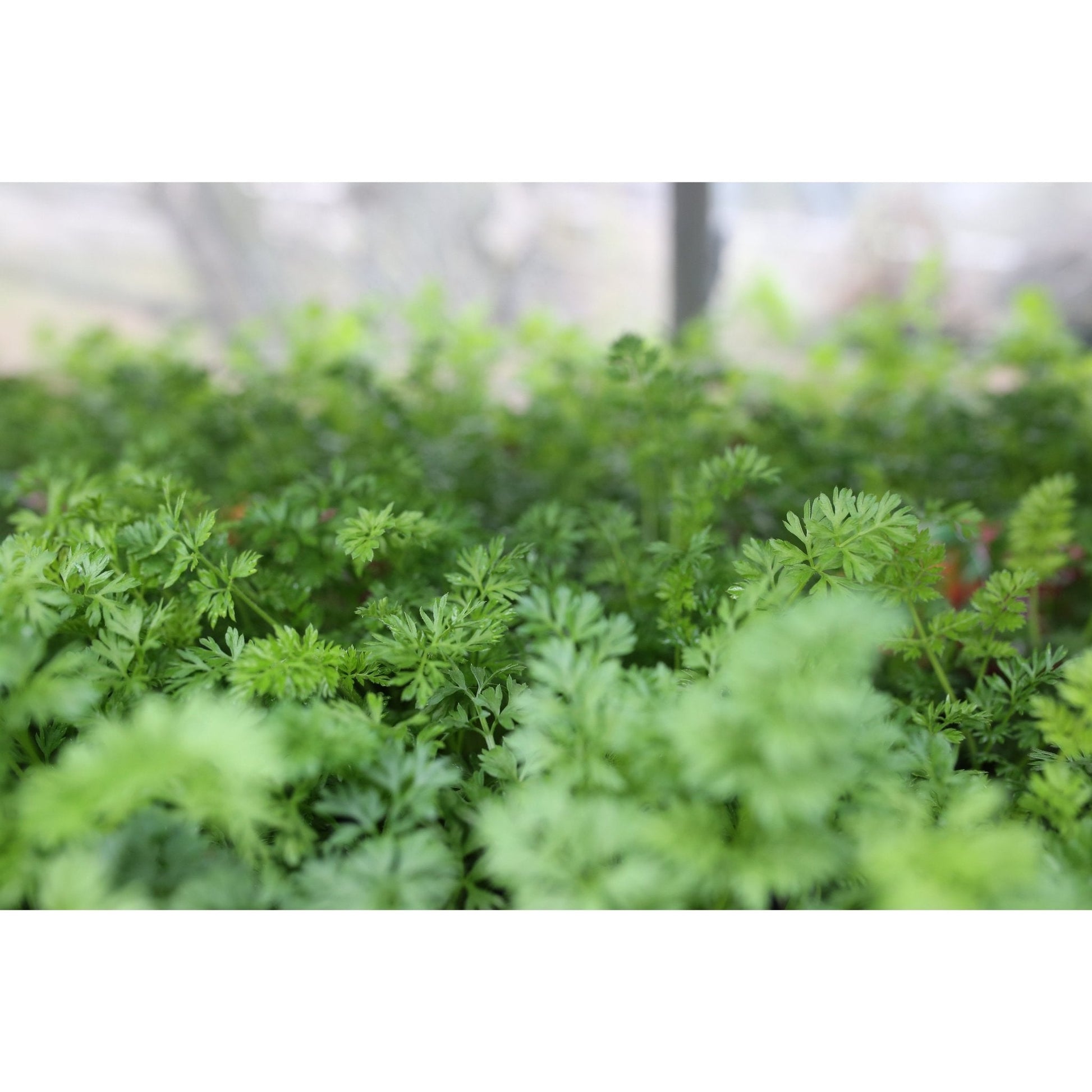 Carrot - Atlas - 6 x Plug Plants - AcquaGarden