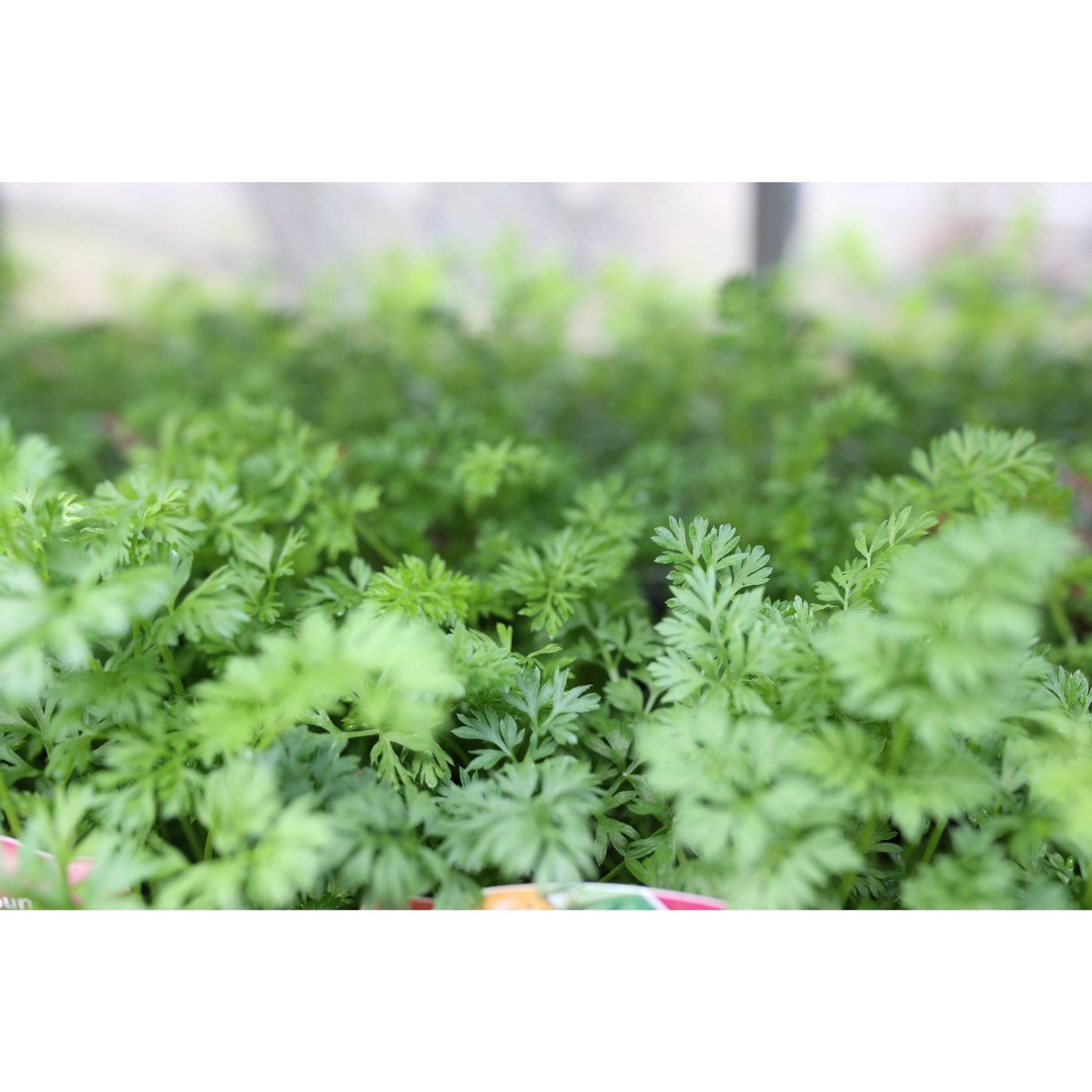 Carrot - Atlas - 6 x Plug Plants - AcquaGarden