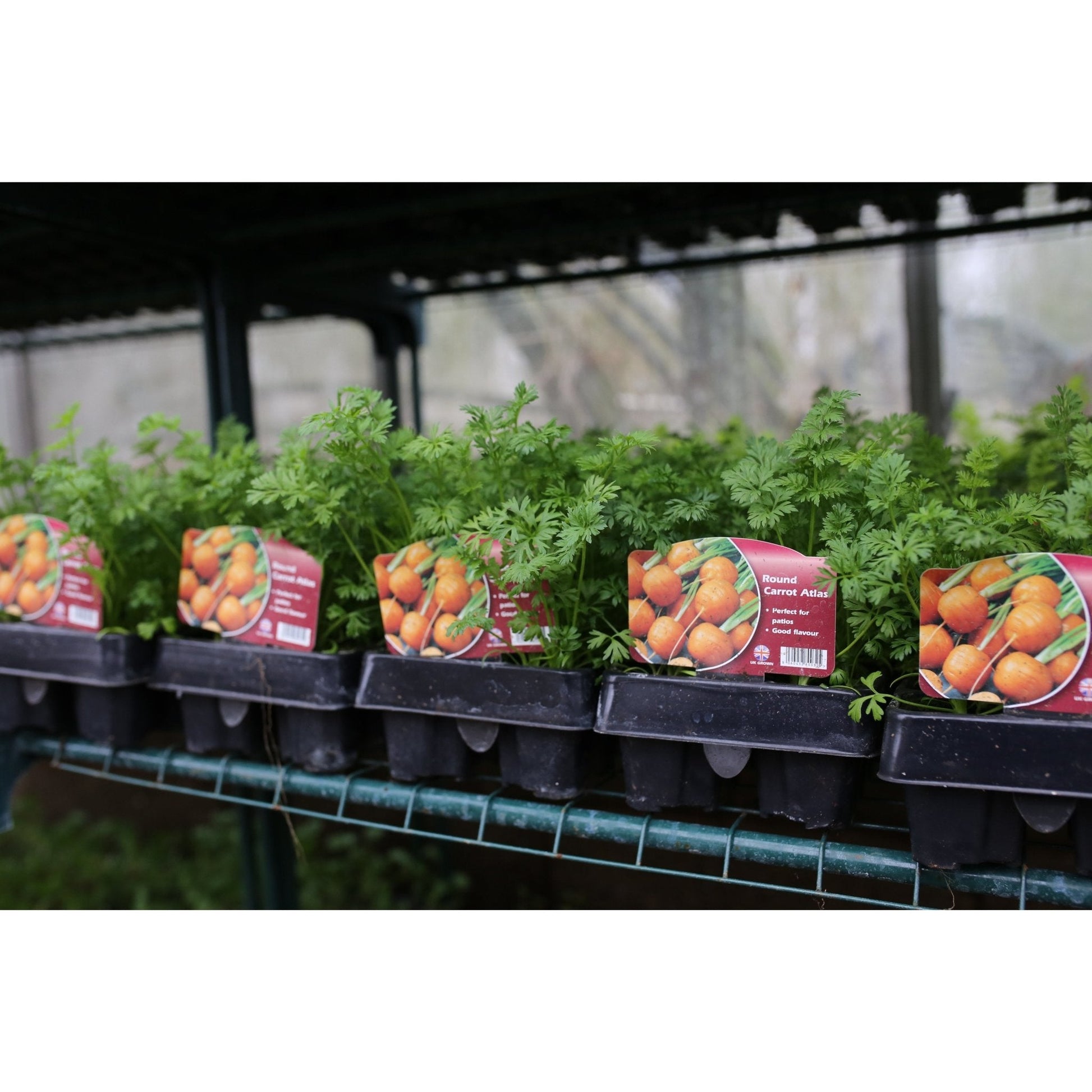 Carrot - Atlas - 6 x Plug Plants - AcquaGarden