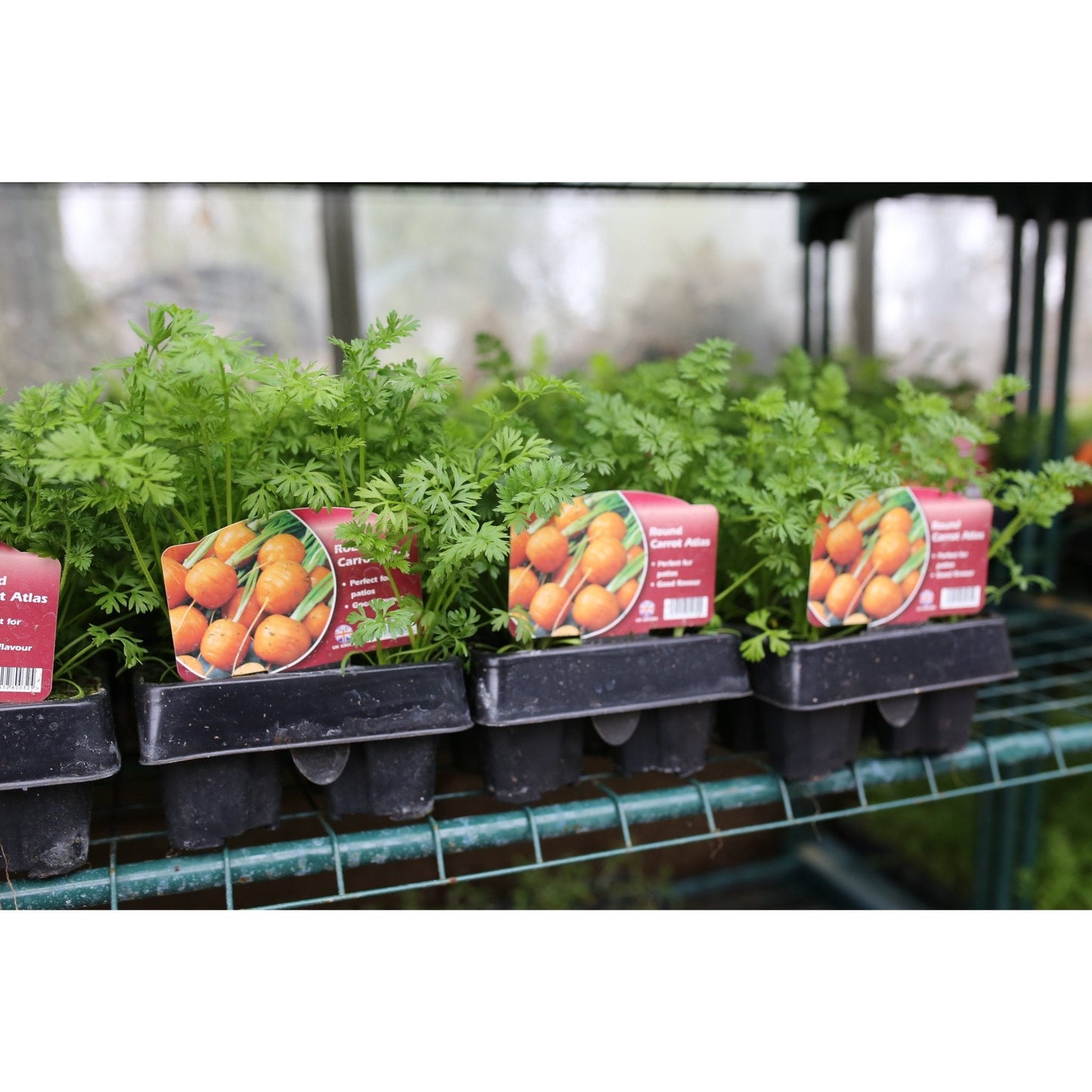 Carrot - Atlas - 6 x Plug Plants - AcquaGarden