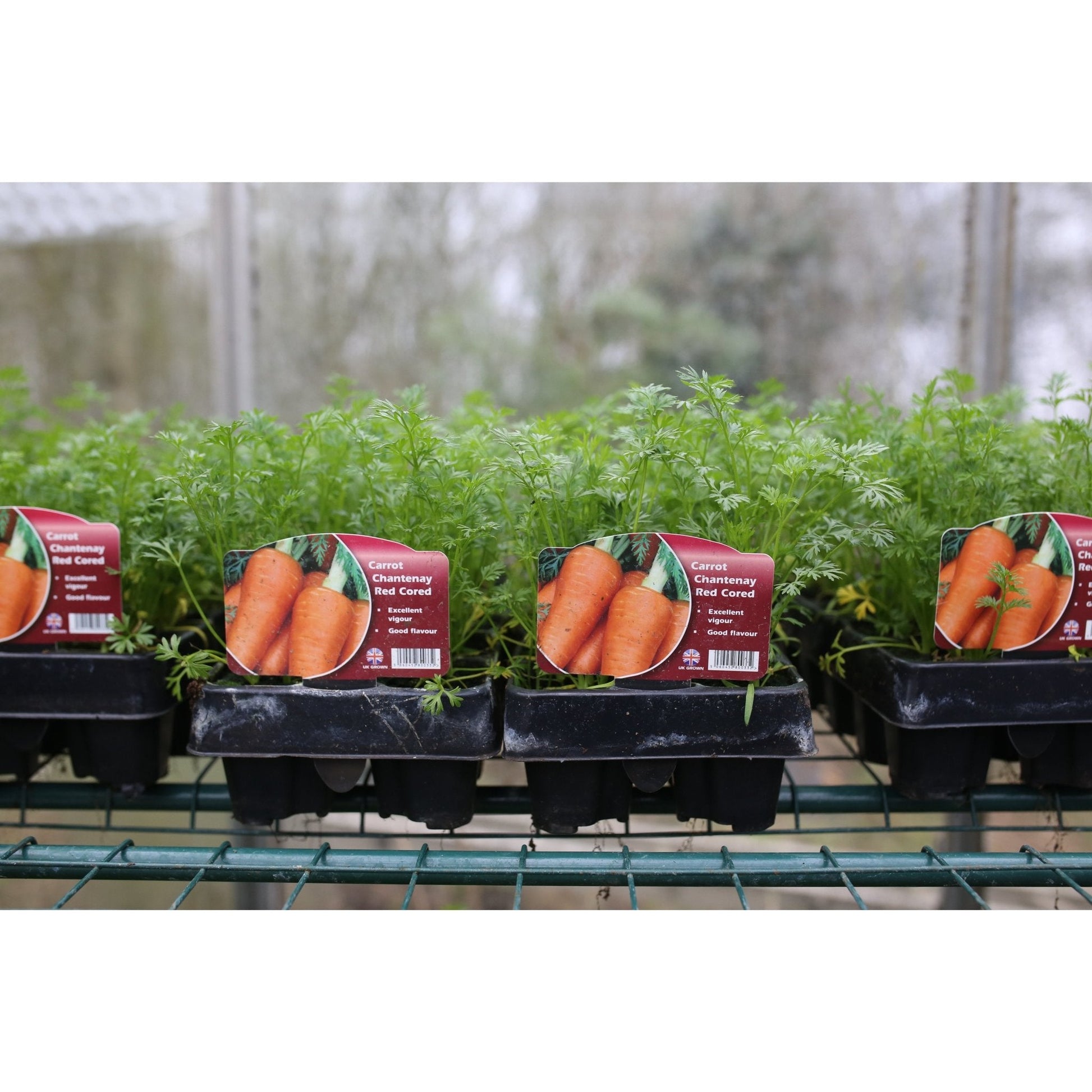 Carrot - Chanteney - 18 x Plug Plant Pack - AcquaGarden