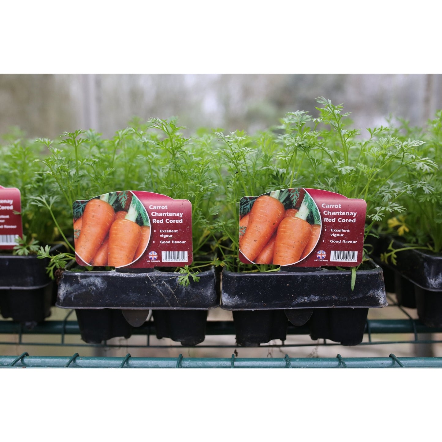 Carrot - Chanteney - 18 x Plug Plant Pack - AcquaGarden