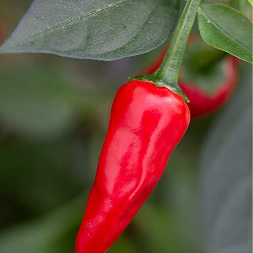 Chilli Pepper 'Apache' - 18 x Plug Plant Pack - AcquaGarden