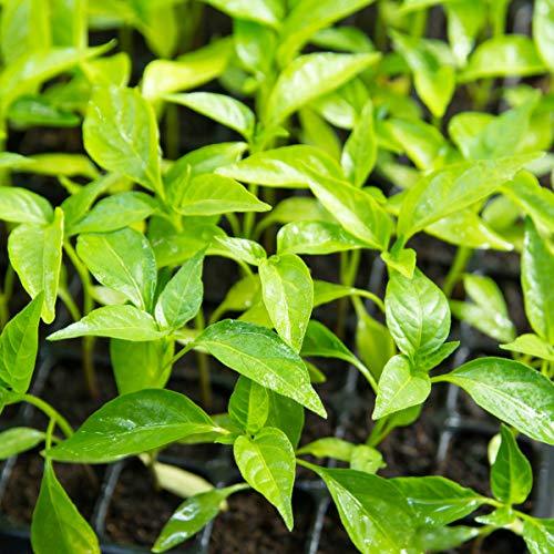 Chilli Pepper 'Apache' - 18 x Plug Plant Pack - AcquaGarden