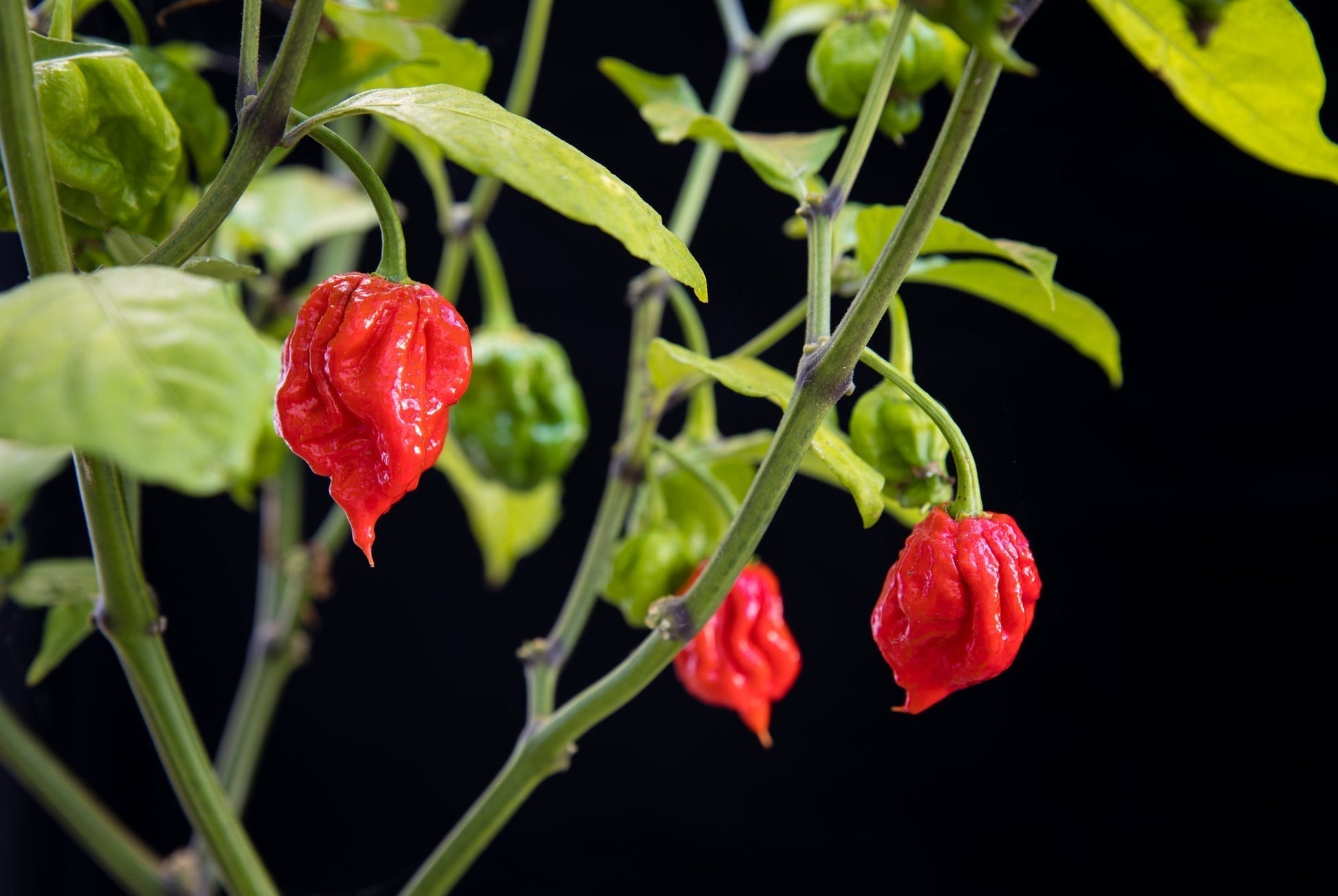 Chilli Pepper - Carolina Reaper - 6 x Plug Plant Pack - AcquaGarden