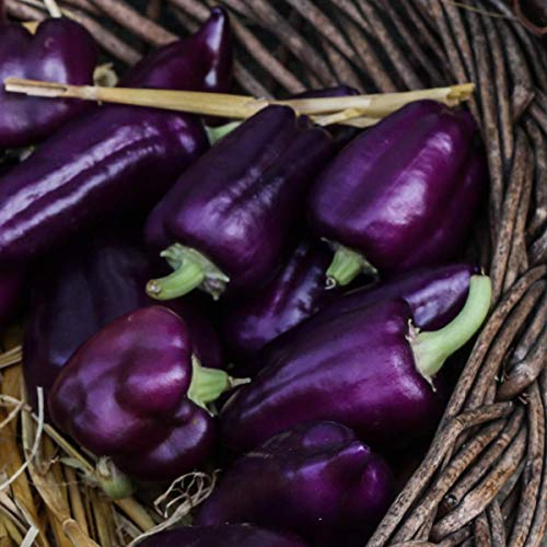 Chilli Pepper 'Gusto Purple' - 6 x Plug Plant Pack - AcquaGarden