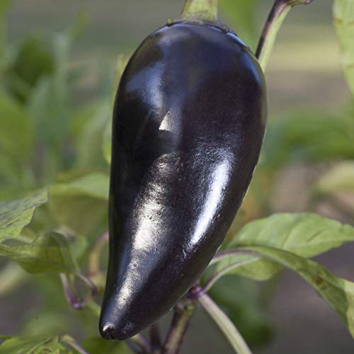 Chilli Pepper 'Gusto Purple' - 6 x Plug Plant Pack - AcquaGarden