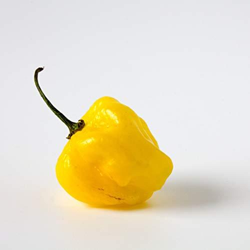 Chilli Pepper 'Habanero Birkina Yellow' - 12 x Plug Plant Pack - AcquaGarden