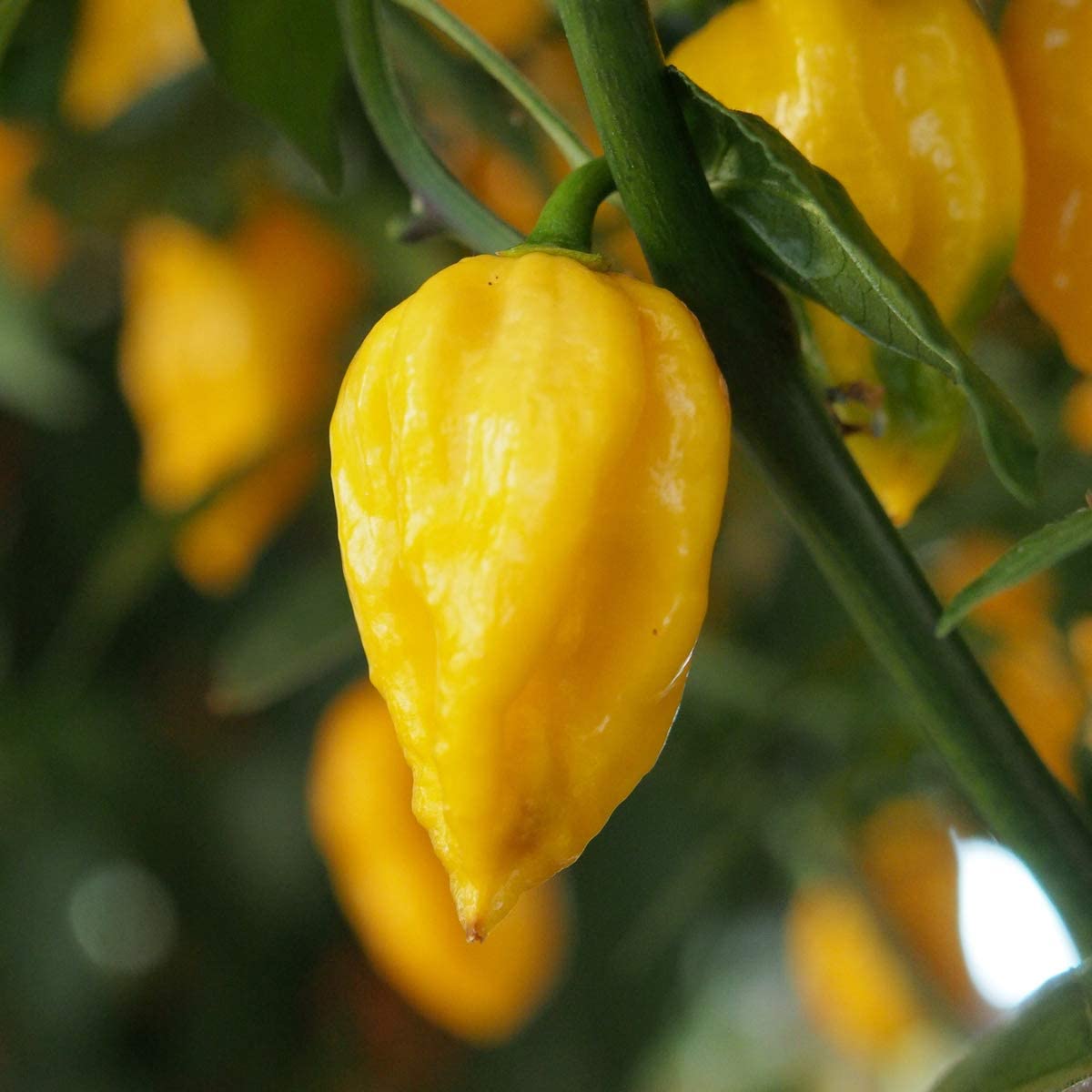 Chilli Pepper Habanero Birkina Yellow - 12 x Plug Plants - AcquaGarden