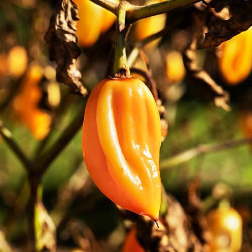 Chilli Pepper 'Habanero Birkina Yellow' - 18 x Plug Plant Pack - AcquaGarden