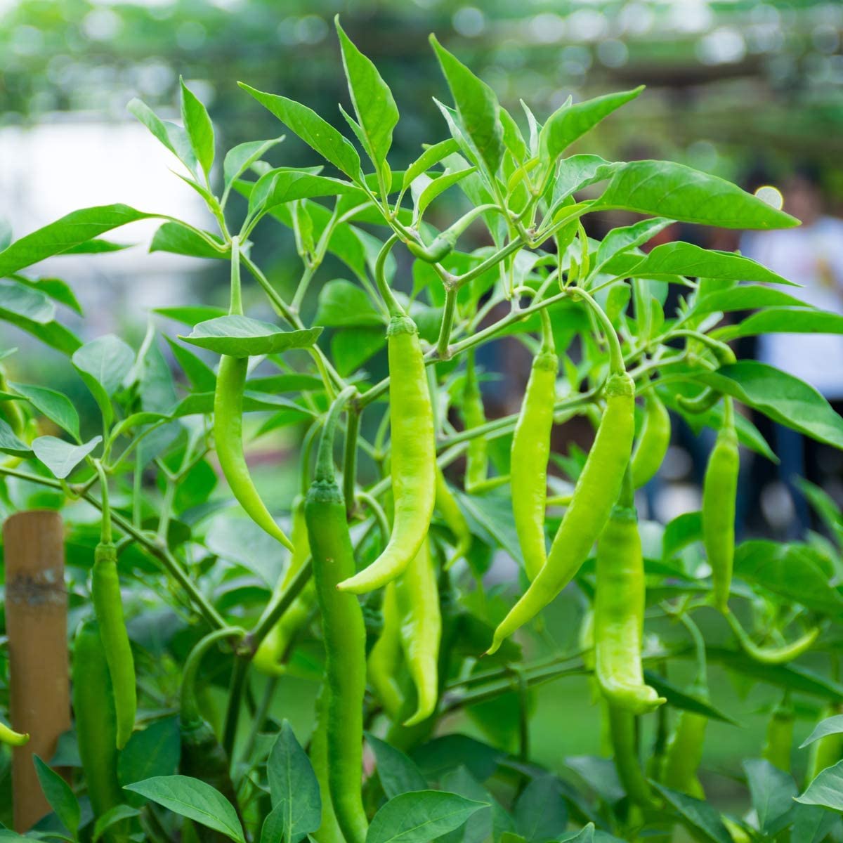 Chilli Pepper 'Hot Joker' - 6 x Plug Plant Pack - AcquaGarden