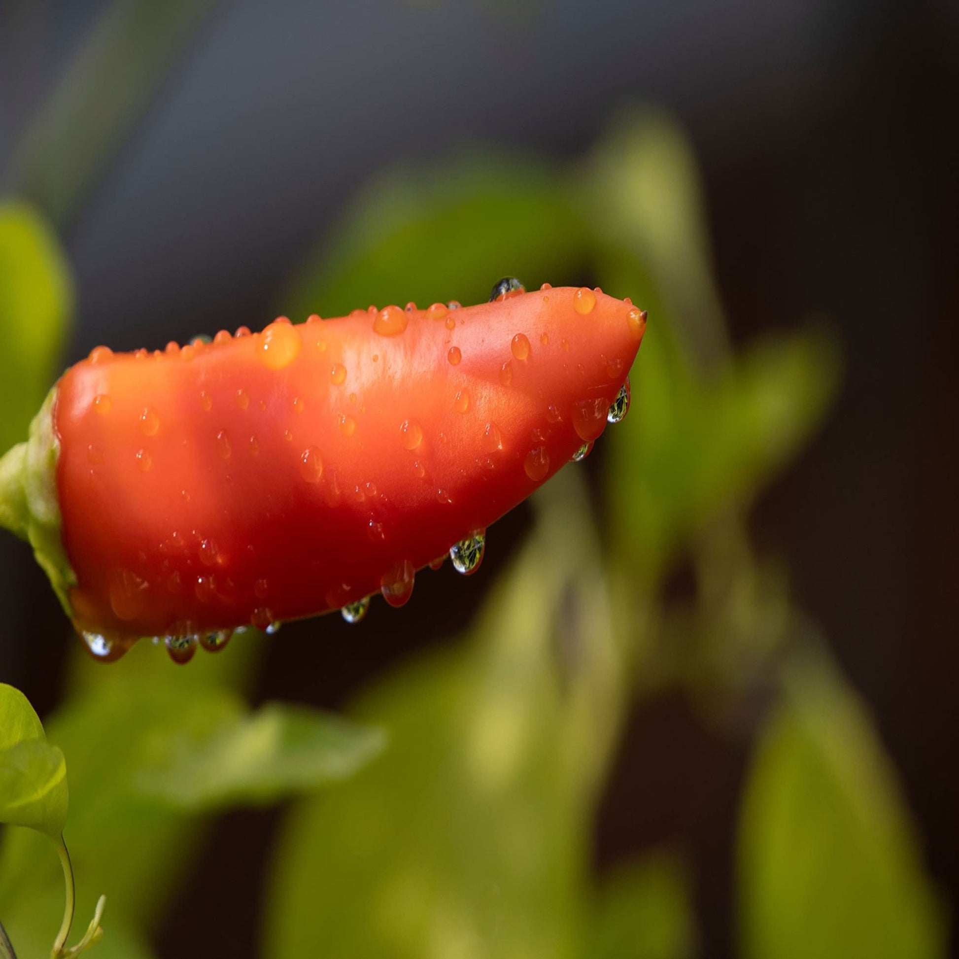 Chilli Pepper 'Hungarian Hot Wax' - 6 x Plug Plant Pack - AcquaGarden