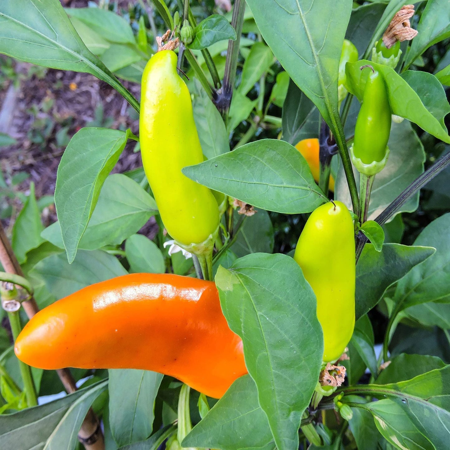 Chilli Pepper 'Hungarian Hot Wax' - 6 x Plug Plant Pack - AcquaGarden