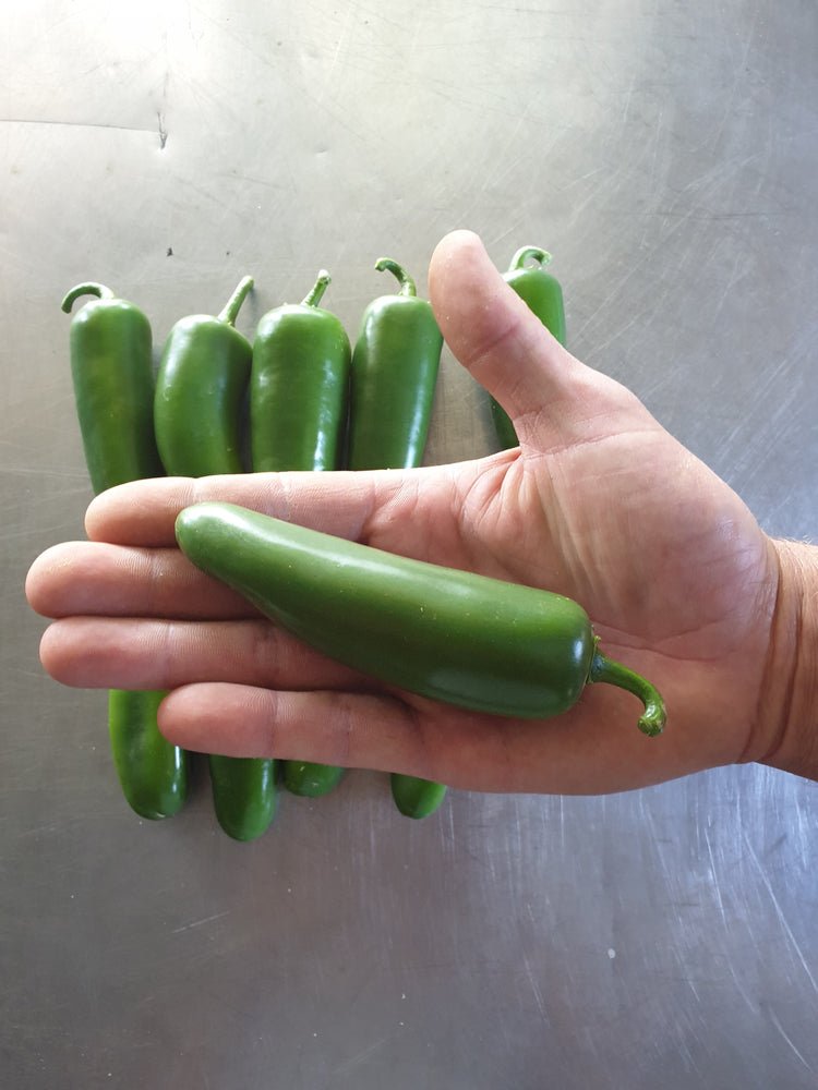 Chilli Pepper Plants - 'Giant Jalapeño' - 6 x Plug Plant Pack - AcquaGarden