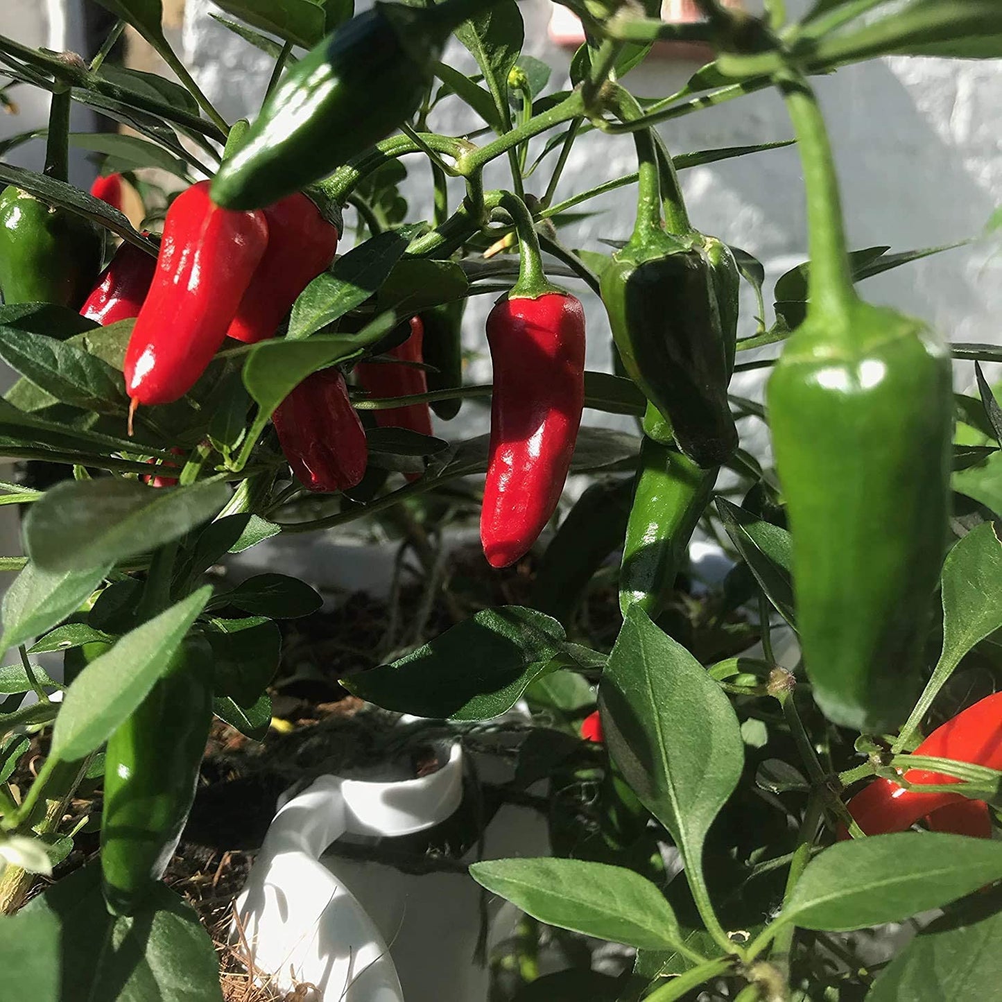 Chilli Pepper Plants - Hot Burrito - 6 x Plug Plant Pack - AcquaGarden