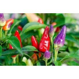 Chilli Pepper Prairie Fire - 18 x Plug Plant Pack - AcquaGarden