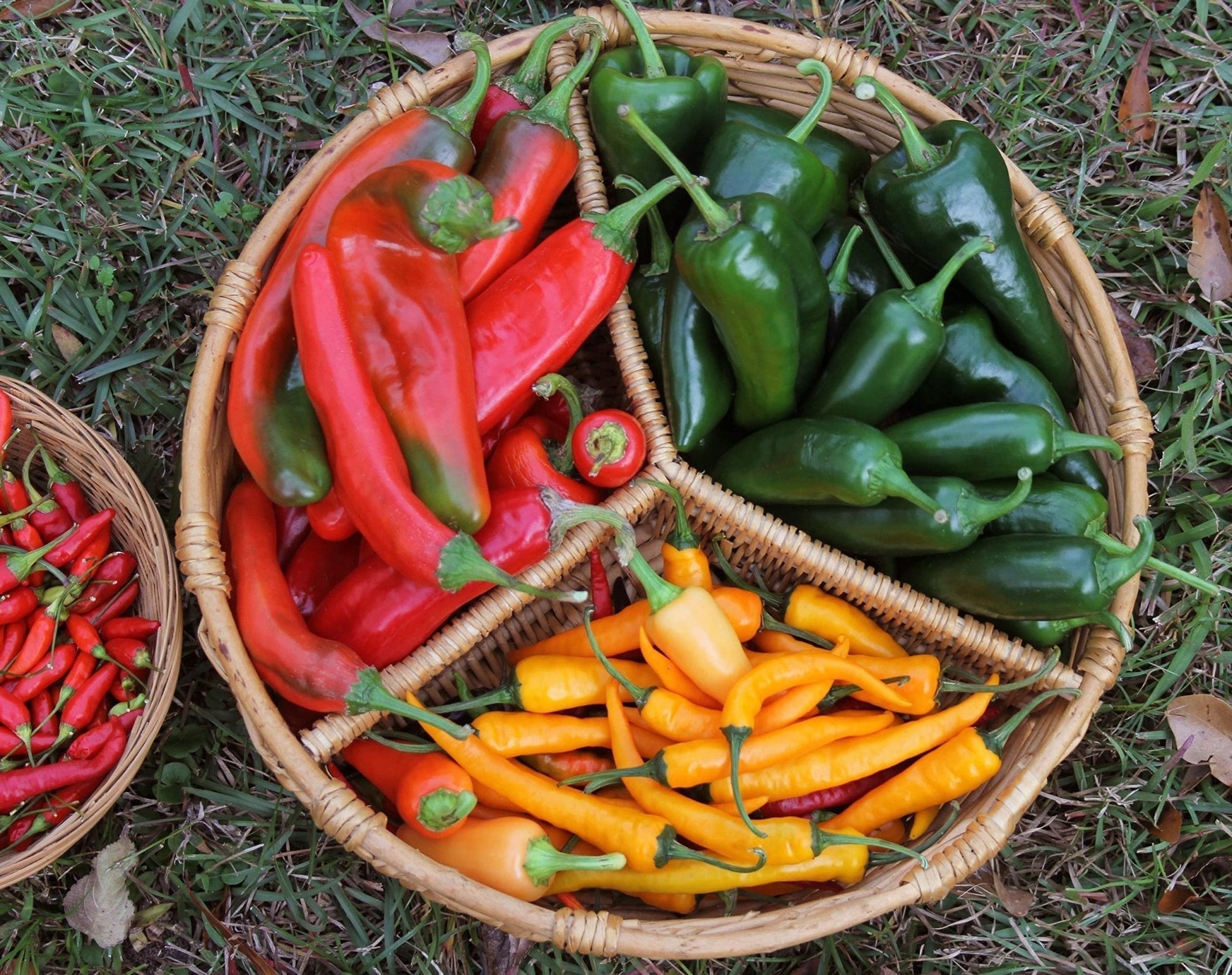 Chilli Plants - 'Poblano' - 6 x Plug Plant Pack - AcquaGarden