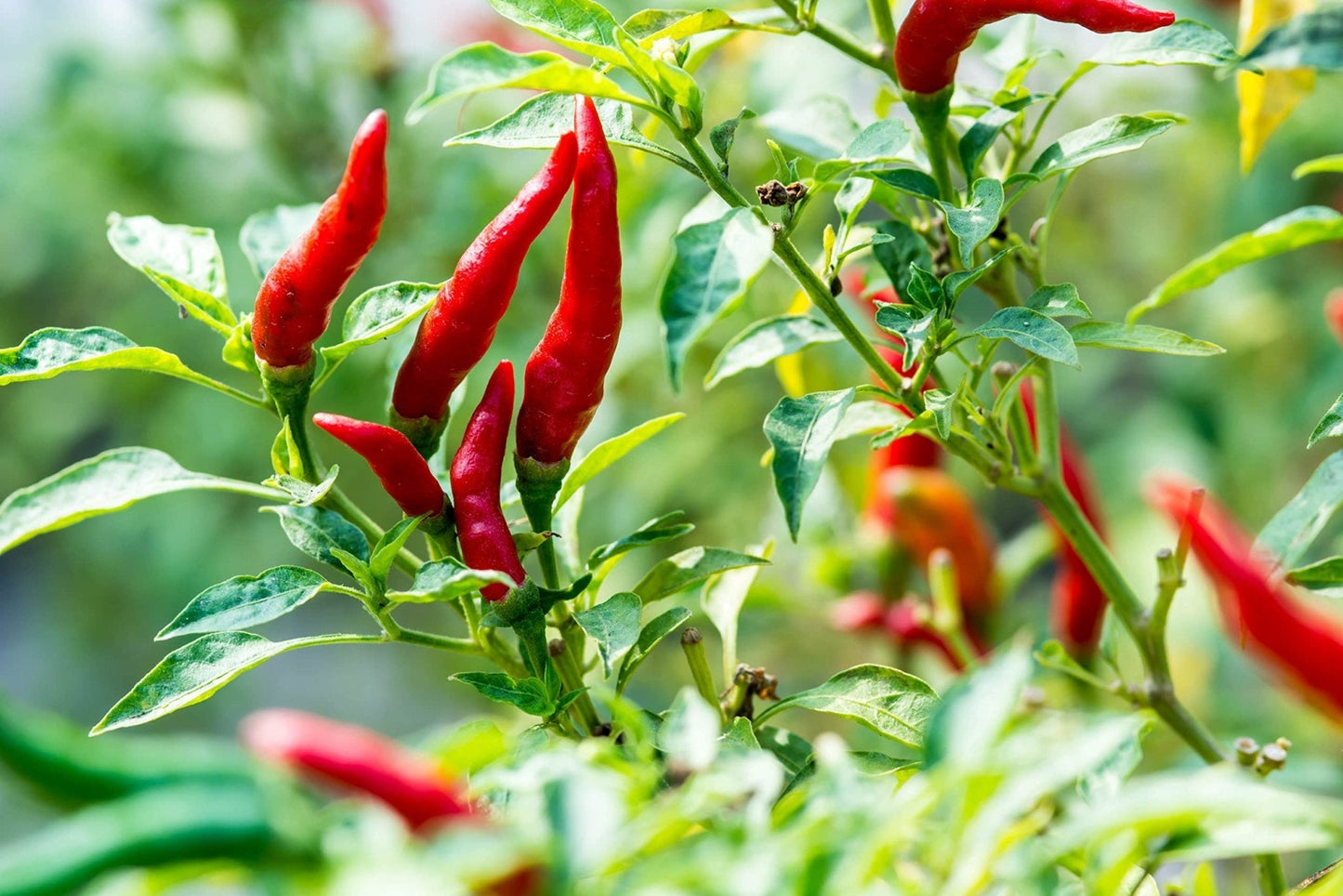 Chilli Plants - 'Tabasco' - 12 x Plug Plant Pack - AcquaGarden