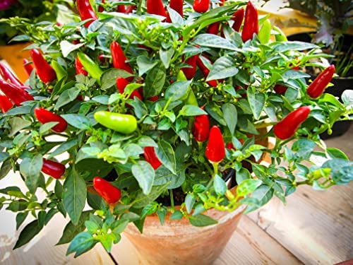 Chilli Plants - 'Tabasco' - 6 x Plug Plant Pack - AcquaGarden
