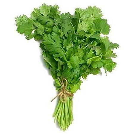 Coriander - 6 x Plug Plant Pack - AcquaGarden